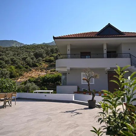 Olive Tree تيرانا